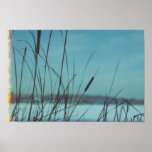 Winter Cattails posters