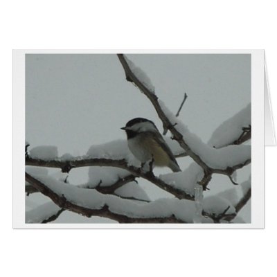 Winter Chickadee