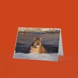 christmas, holiday, cougar, wild, wildlife,