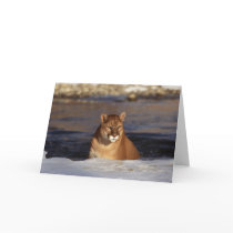 Winter Cougar
