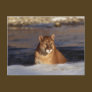 Winter Cougar