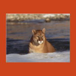 christmas, holiday, cougar, wild, wildlife,