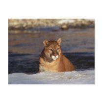 Winter Cougar postcards
