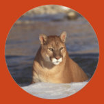 christmas, holiday, cougar, wild, wildlife,