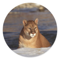 Winter Cougar stickers