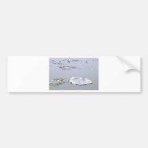 winter - danube river in frosty day bumper sticker