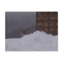 Winter Deer postcards