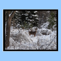 Winter Deer postcards