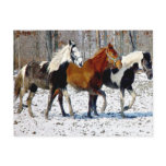 Winter Delight Postcard