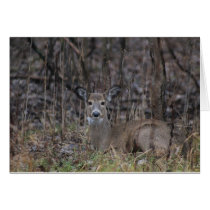 Winter Doe cards