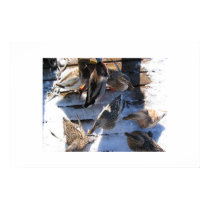 winter ducks posters