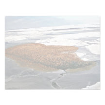 Winter Flock of Spectacled Eiders Announcement