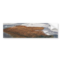 Winter Flock of Spectacled Eiders bumper stickers by animalpark Winter Flock of Spectacled Eiders bumper stickers