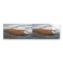 Winter Flock of Spectacled Eiders bumper stickers by animalpark Winter Flock of Spectacled Eiders bumper stickers