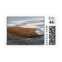 Winter Flock of Spectacled Eiders postage by animalpark Winter Flock of Spectacled Eiders postage