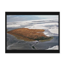 Winter Flock of Spectacled Eiders postcards by animalpark Winter Flock of Spectacled Eiders postcards