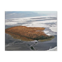 Winter Flock of Spectacled Eiders postcards by animalpark Winter Flock of Spectacled Eiders postcards