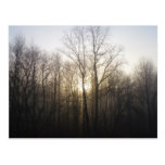 Winter Fog Postcard