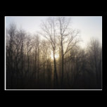 Winter Fog Postcard