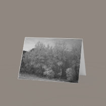 Winter Forest cards