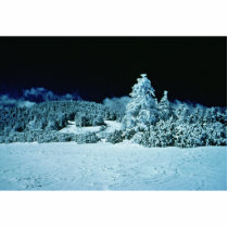 Winter Forest photo sculptures by animalpark Winter Forest photo sculptures