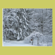 Winter Forest postcards
