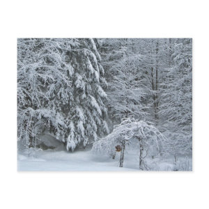 Winter Forest postcard