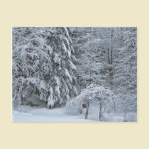 Winter Forest postcards by pamdicar Winter Forest postcards