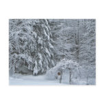 Winter Forest Post Card