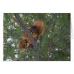 Winter Fox Squirrel in Pine Tree Greeting Cards