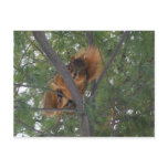 Winter Fox Squirrel In Pine Tree Postcard