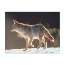 Winter Fox Trots postcards by HolidayPostage Winter Fox Trots postcards