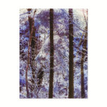 Winter Frosty Forest Morning Switzerland postcards