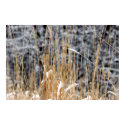 Winter Grass posters by JudsonJoyce Winter Grass posters
