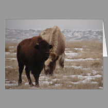 Winter Grazing cards by wksimages Winter Grazing cards