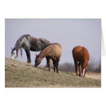 Winter Grazing Cards