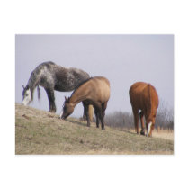 Winter Grazing postcards by SuanSilverTree Winter Grazing postcards