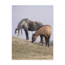 Winter Grazing postcards by SuanSilverTree Winter Grazing postcards