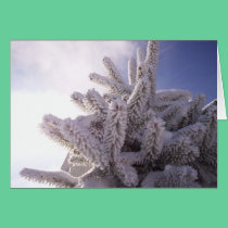 Winter Greeting cards