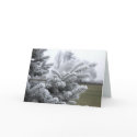 WINTER GREETINGS cards