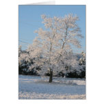 Winter Greetings Cards