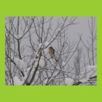 Winter Hawk Poster posters