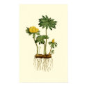 Winter Hellebore posters by BodyEnglish Winter Hellebore posters
