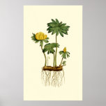 Winter Hellebore Poster