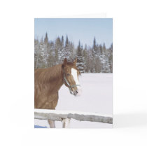 Winter Horse