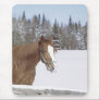 Winter Horse