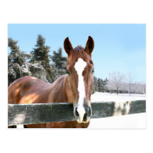 Winter horse post card