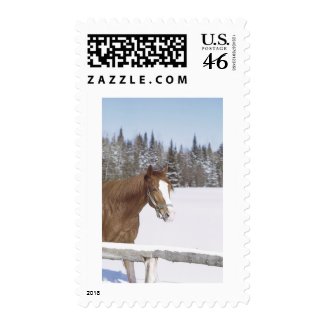 Winter Horse stamp