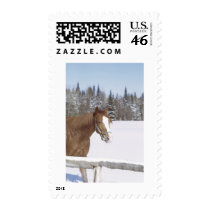 Winter Horse Postage