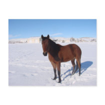 Winter Horse Postcard